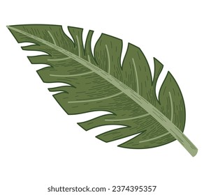 Decorative tropical flat leaf of Monstera. Vector isolated natural plant illustration, sketch style.