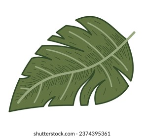 Decorative tropical flat leaf of Monstera. Vector isolated natural plant illustration, sketch style.