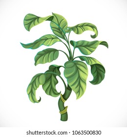 Decorative tropical tree ficus isolated on white background