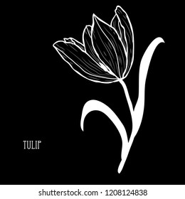 Decorative tulip flower, design element. Can be used for cards, invitations, banners, posters, print design. Floral background in line art style