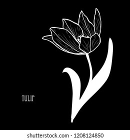 Decorative tulip flower, design element. Can be used for cards, invitations, banners, posters, print design. Floral background in line art style