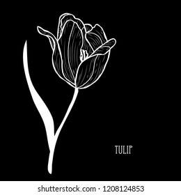 Decorative tulip flower, design element. Can be used for cards, invitations, banners, posters, print design. Floral background in line art style