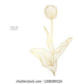 Decorative tulip flower, design element. Can be used for cards, invitations, banners, posters, print design. Golden flowers