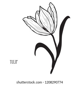 Decorative tulip flower, design element. Can be used for cards, invitations, banners, posters, print design. Floral background in line art style