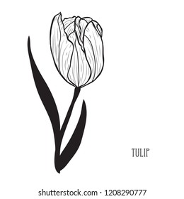 Decorative tulip flower, design element. Can be used for cards, invitations, banners, posters, print design. Floral background in line art style