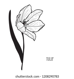 Decorative tulip flower, design element. Can be used for cards, invitations, banners, posters, print design. Floral background in line art style