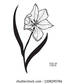 Decorative tulip flower, design element. Can be used for cards, invitations, banners, posters, print design. Floral background in line art style