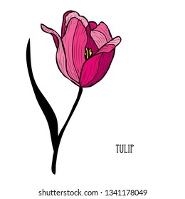 Decorative tulip  flower, design element. Can be used for cards, invitations, banners, posters, print design. Floral background in line art style