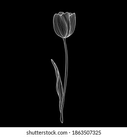 Decorative tulip flower, design element. Can be used for cards, invitations, banners, posters, print design. Floral background in line art style