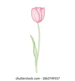 Decorative tulip flower, design element. Can be used for cards, invitations, banners, posters, print design. Floral background in line art style