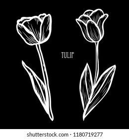 Decorative tulip flowers, design elements. Can be used for cards, invitations, banners, posters, print design. Floral background in line art style
