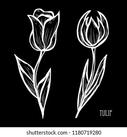 Decorative tulip flowers, design elements. Can be used for cards, invitations, banners, posters, print design. Floral background in line art style