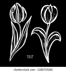 Decorative tulip flowers, design elements. Can be used for cards, invitations, banners, posters, print design. Floral background in line art style