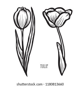 Decorative tulip flowers, design elements. Can be used for cards, invitations, banners, posters, print design. Floral background in line art style