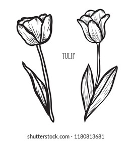 Decorative tulip flowers, design elements. Can be used for cards, invitations, banners, posters, print design. Floral background in line art style