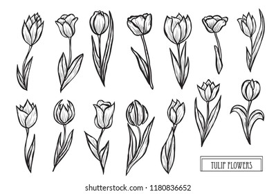 Decorative  tulip flowers set, design elements. Can be used for cards, invitations, banners, posters, print design. Floral background in line art style