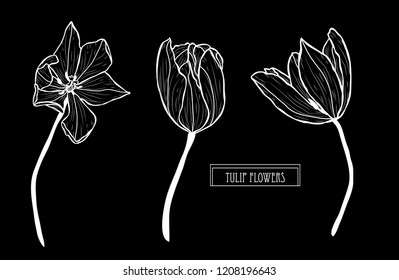 Decorative tulip flowers set, design elements. Can be used for cards, invitations, banners, posters, print design. Floral background in line art style
