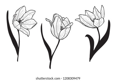 Dekorative Tulpenblumen gesetzt, Design-Elemente. Kann für Karten, Einladungen, Banner, Poster, Print-Design verwendet werden. floraler Hintergrund im Kunststil
