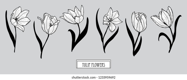 Decorative  tulip flowers set, design elements. Can be used for cards, invitations, banners, posters, print design. Floral background in line art style
