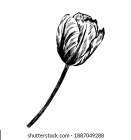 Decorative tulip isolated on white.  Ink drawing flowers.Doodles, Vector Illustration. Realistic , for cards, posters, postcard design, logo, for printed matter.