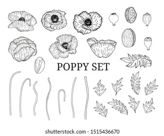 Decorative vector black poppy flowers and leaves in hand draw sketch style, design element. Floral decoration for invitations, greeting cards, banners. 