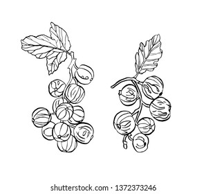 Decorative vector branch of currant berries with leave