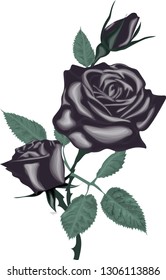 Decorative vector flowers. floral illustration, beautiful bouquet with pink roses and leaves. Black vintage roses flowers isolated on white background.
