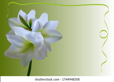 decorative vector frame with a white Amaryllis flower