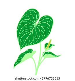 A decorative vector illustration of an Anthurium plant featuring large heart shaped green leaves with intricate line details and a small central spadix on a white background.