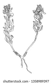 Decorative vector illustration doubled branch of leaves wild plant on white background