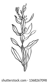 Decorative vector illustration doubled branch of leaves wild plant on white background