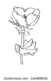 Decorative vector illustration ink drawing poppy flower with leaves on white background