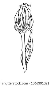 Decorative vector illustration ink drawing tulip flower with leave on white background