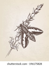 Decorative vector illustration of ink hand drawn butterflies on salvia herbs