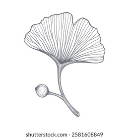 Imagem vetorial decorativa de uma folha de ginkgo biloba representada sobre um fundo limpo.