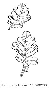 Decorative vector ink drawing oak leaves with streaky