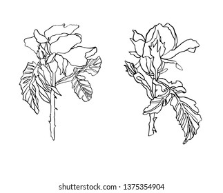 Decorative vector ink drawing rose flower with leaves