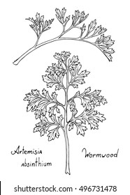 Decorative vector ink outline of wormwood leaf front and side.
