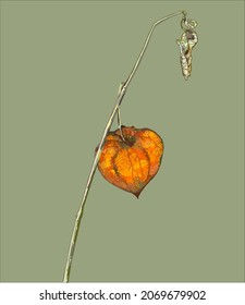 Decorative vector picture of an autumn bright-colored physalis flower
