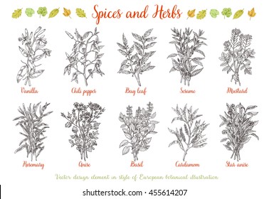 Decorative Vector vintage collection of hand drawn spices and herbs. Botanical plant illustration. Vintage medicinal herbs sketch.Spice sketch isolated on white.