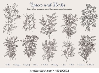 Decorative Vector vintage collection of hand drawn spices and herbs:anise, Vanilla,Celery, Bay leaf, Thyme, Mustard, Rosemary, Cardamom, Basil, Chili pepper, Sesame.  Botanical plant illustration.