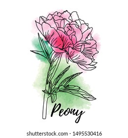 Decorative watercolor peony isolated on white background. Cute flower for your design. Vector illustration.