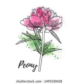 Decorative watercolor peony isolated on white background. Cute flower for your design. Vector illustration.