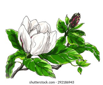 Decorative white magnolia flower in blossom. Hand drawn watercolor tropical flower isolated on white background. Botanical illustration for wedding printing products, cards, invitation.