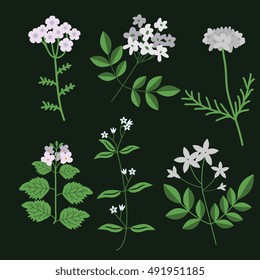 Decorative white vector flowers set