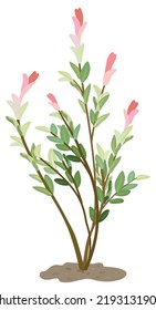 Decorative willow sort Hakuro-nishiki. Hand drawn vector illustration. Suitable for website, stickers, postcards.