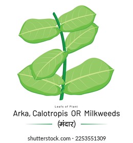 A Decussate Leaf of Milkweed based on Wild Botanical Element.