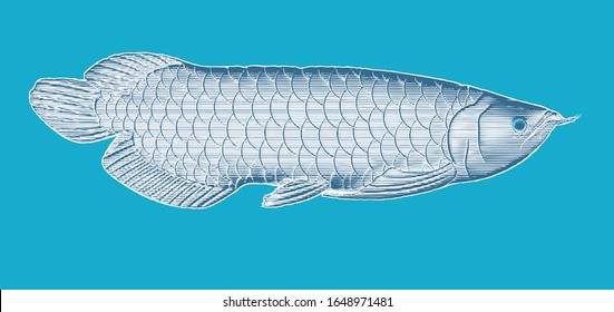 Deep blue and white engraved vintage drawing Arowana fish woodcut print style vector illustration isolated on turquoise blue background