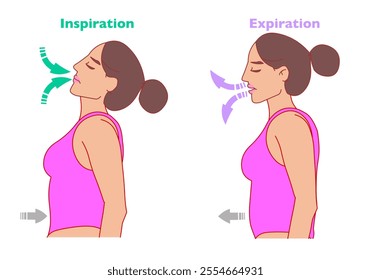 Deep breathe stages. Inhalation exhalation. Fresh air inflating, Positive young sports woman body. Chest movement. For yoga exe, sport. Respiratory cycle. Vector illustration