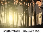 Deep coniferous forest and rising sun shining through trees - vector